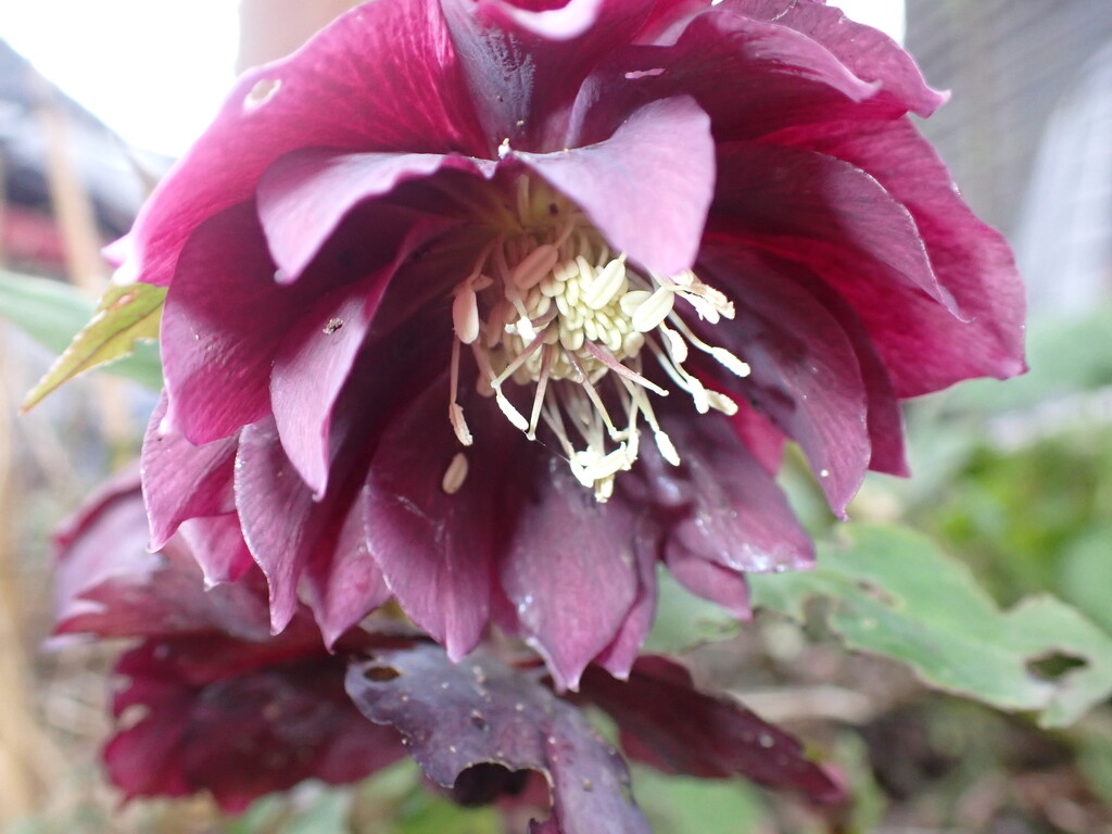 Another Hellebore bloom from the garden by speedwell