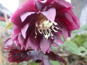 23rd Feb 2024 - Another Hellebore bloom from the garden