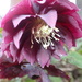 Another Hellebore bloom from the garden