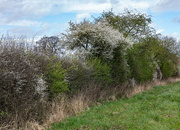 7th Apr 2024 - Hedge Blossom