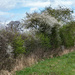 Hedge Blossom by tonus