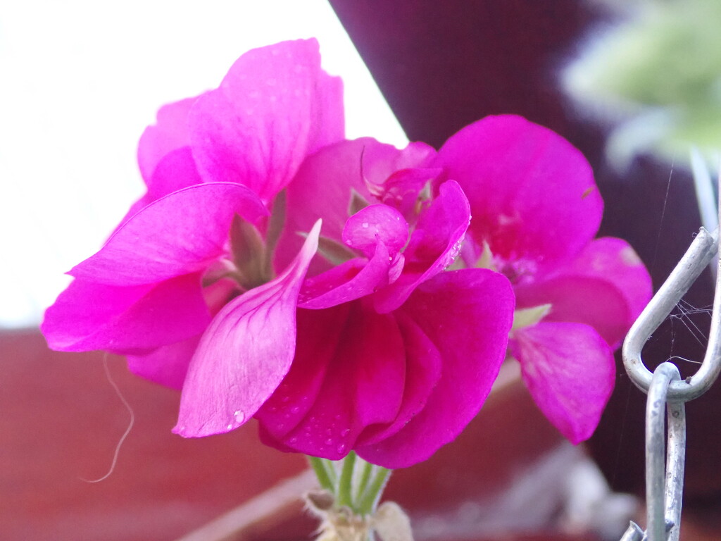 Vivid pink by speedwell