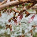 Some Buds and Some Snow by jo38