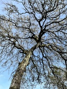 7th Apr 2024 - Old oak