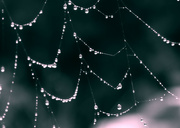 8th Apr 2024 - 30 days of webs