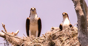 8th Apr 2024 - The Ospreys on the Nest!