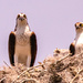 The Ospreys on the Nest! by rickster549