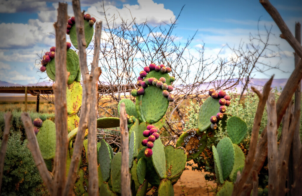 Cactus figs by ludwigsdiana