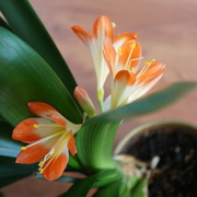 9th Apr 2024 - clivia aka bush lily