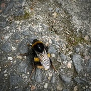 8th Apr 2024 - Bumblebee Out And About