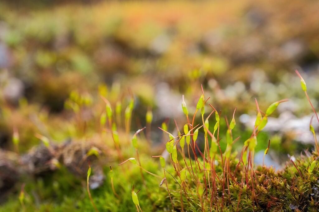Moss by okvalle