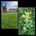 Cowslips 