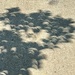 Magnolia tree Crescent moons after the total solar eclipse 