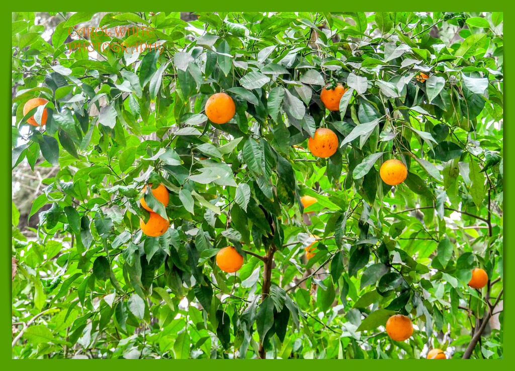 Tangerines,National Gardens,Athens by carolmw