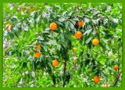 9th Apr 2024 - Tangerines,National Gardens,Athens