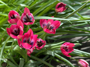 9th Apr 2024 - More Tulips