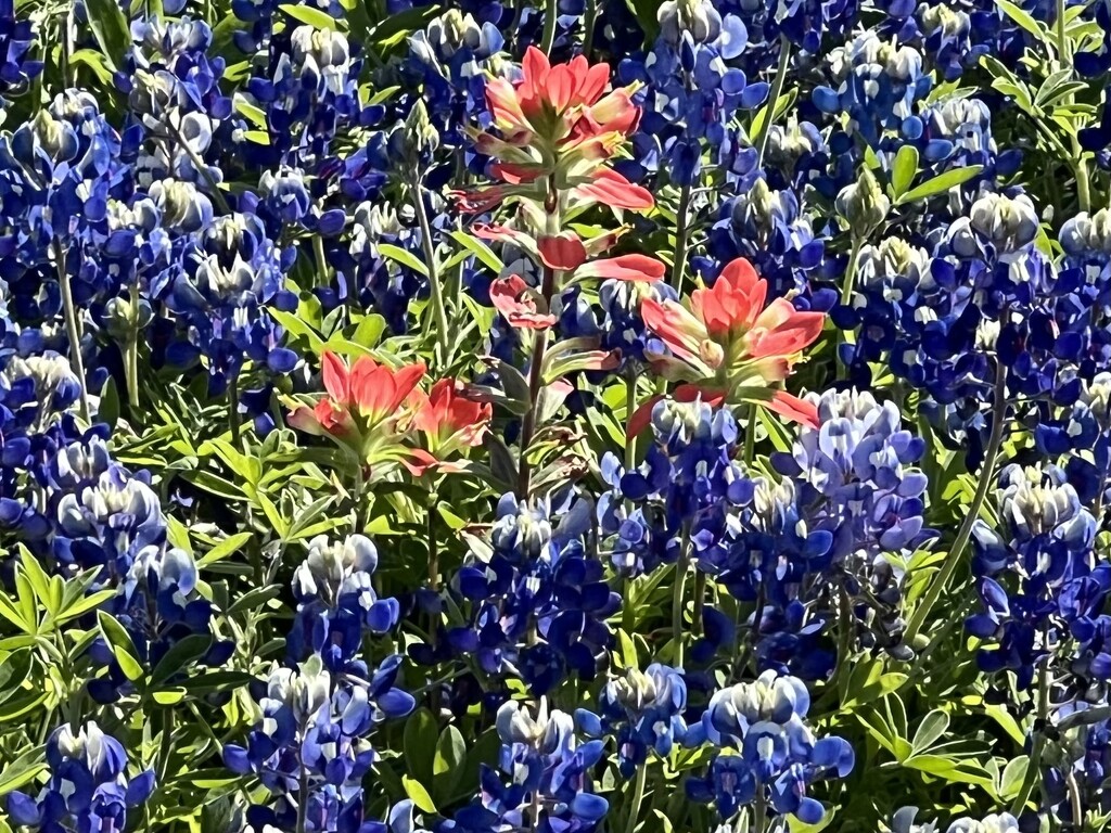 Red orange Indian Paintbrush and blue Bluebonnets  by louannwarren