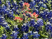 6th Apr 2024 - Red orange Indian Paintbrush and blue Bluebonnets 