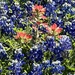Red orange Indian Paintbrush and blue Bluebonnets  by louannwarren