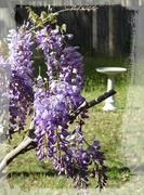 9th Apr 2024 - My wild Chinese wisteria...