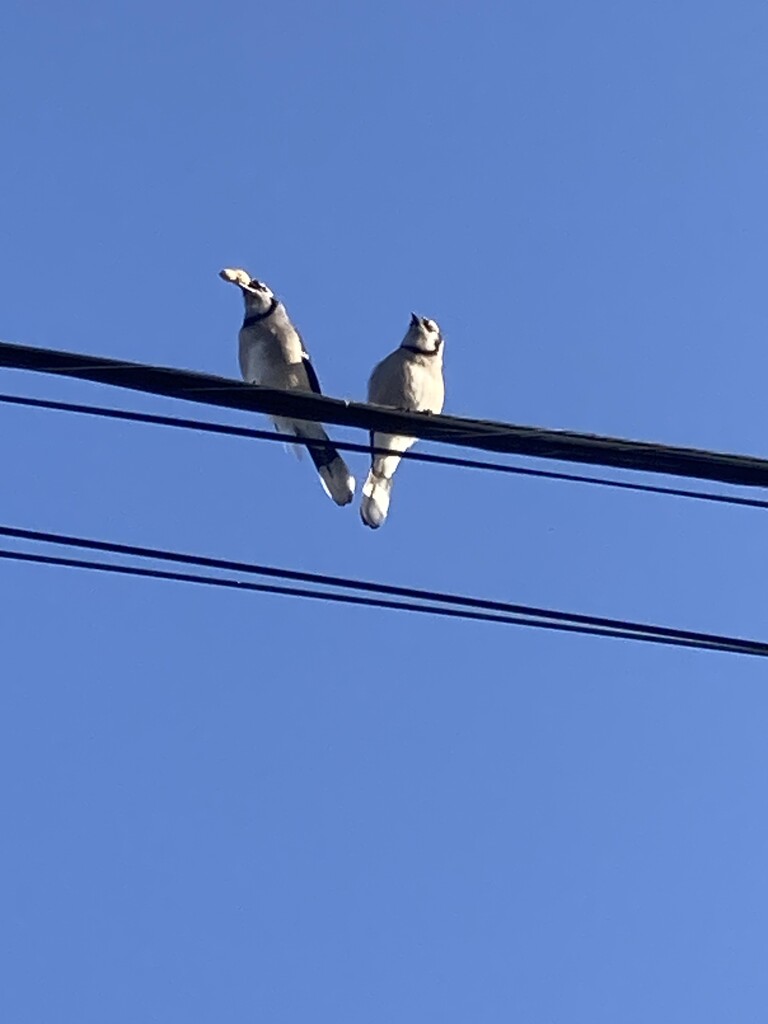 Birds on a Wire  by spanishliz