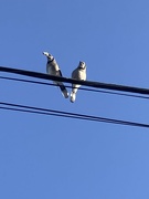 9th Apr 2024 - Birds on a Wire 