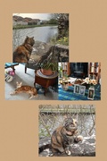 9th Apr 2024 - Cats. Holly, Hunter and neighbourhood cat Tabby.