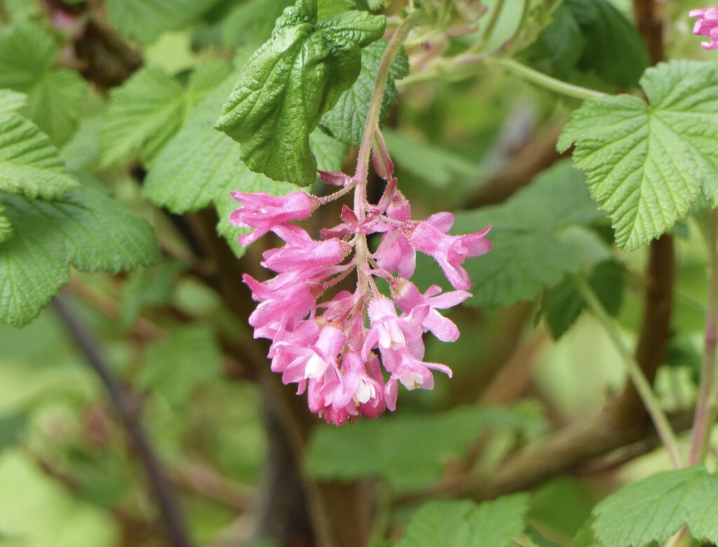 Flowering Currant by susiemc