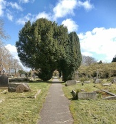 9th Apr 2024 - Yew Trees.