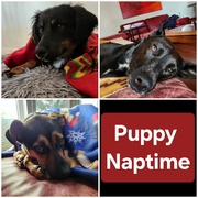 4th Apr 2024 - Puppy Naptime