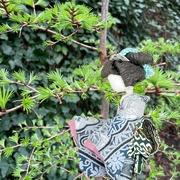 9th Apr 2024 - Hiroko is looking at the new Larix needles