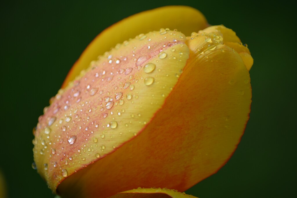 Raindrops on a tulip by dragey74