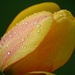 Raindrops on a tulip