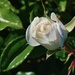 4 8 Rose unfurling by sandlily