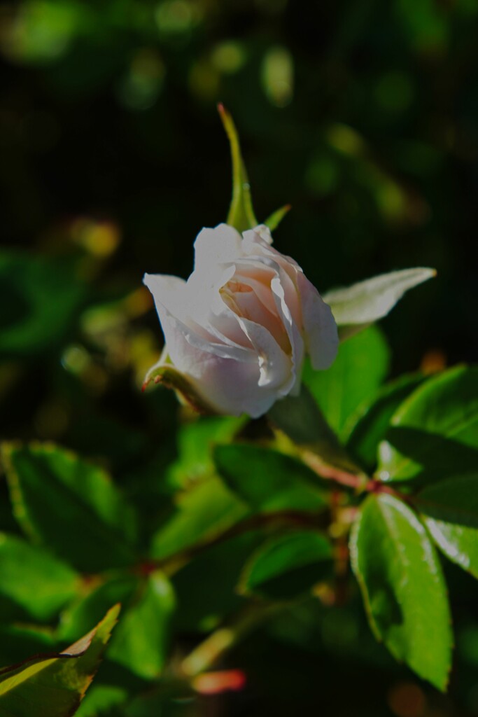 4 8 Rosebud by sandlily