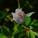 4 8 Rosebud by sandlily