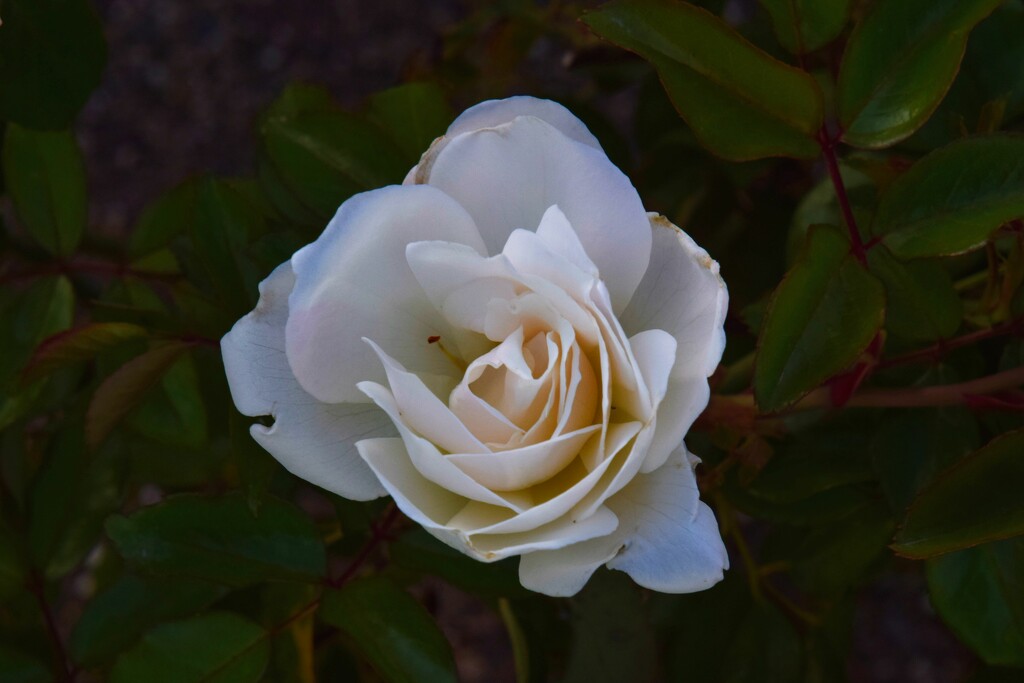 4 8 rose by sandlily