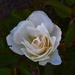 4 8 rose by sandlily