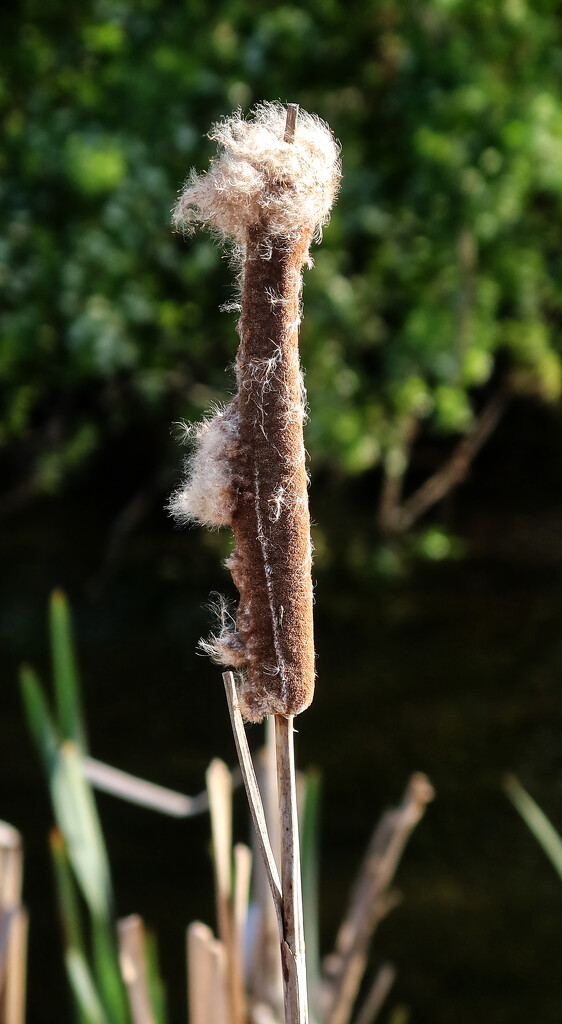 Bull rush shedding its seed by neil_ge