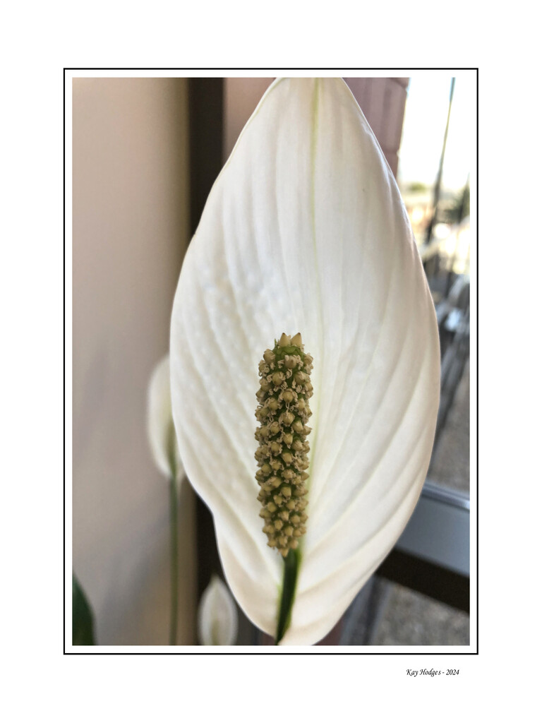 White Flower by kbird61