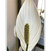 White Flower by kbird61