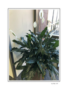 8th Apr 2024 - Flowering Plant