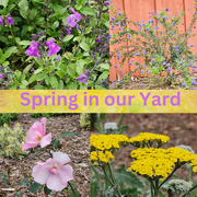 8th Apr 2024 - Spring in our Yard