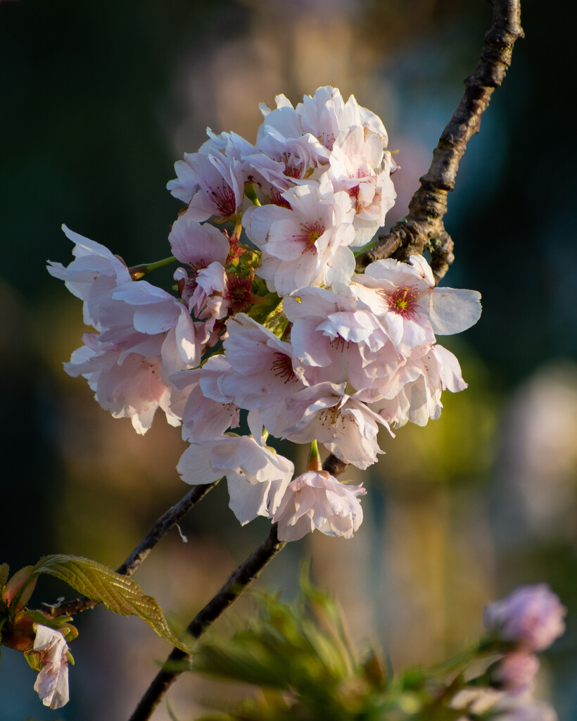 Cherry Blossom by anncooke76