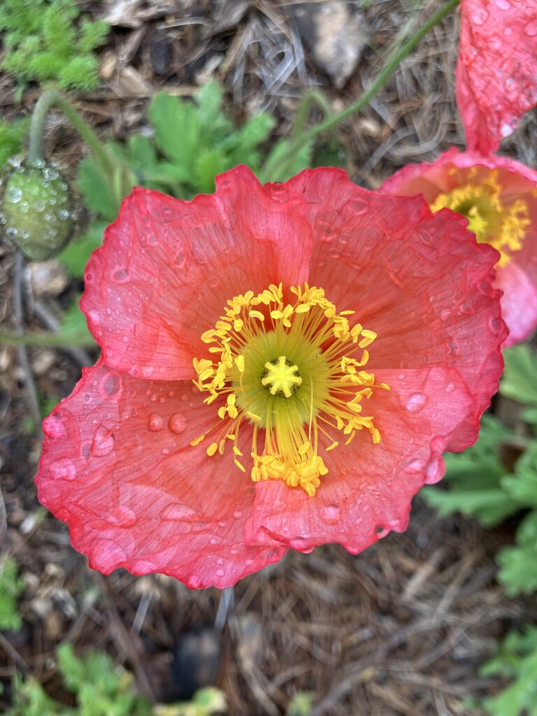 Wet Poppy by gratitudeyear