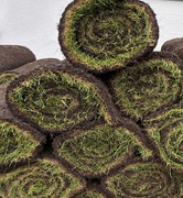 9th Apr 2024 - Grass Swiss rolls
