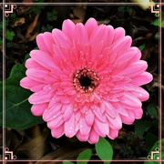 10th Apr 2024 - Beautiful Pink Gerbera ~ 