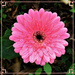 Beautiful Pink Gerbera ~  by happysnaps