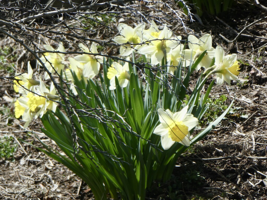 Sun-kissed daffodils  by mtb24