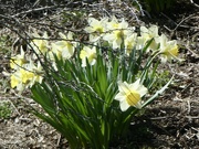 9th Apr 2024 - Sun-kissed daffodils 
